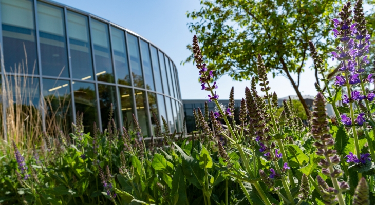 flowers on campus