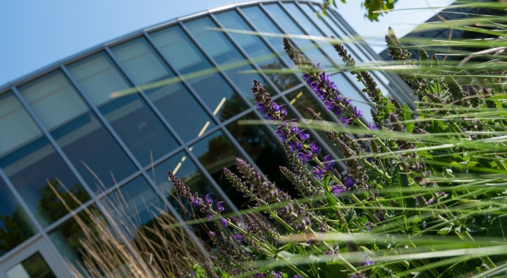 A Building/Campus Center with purple flowers out of focus in foreground at bottom